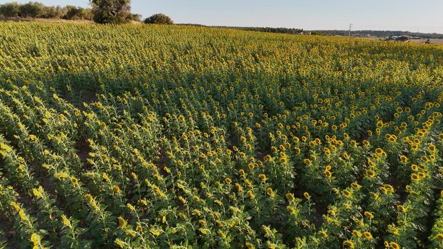 Drone flight over vast yellow sunflower crop rows at sunset, rural Greek countryside