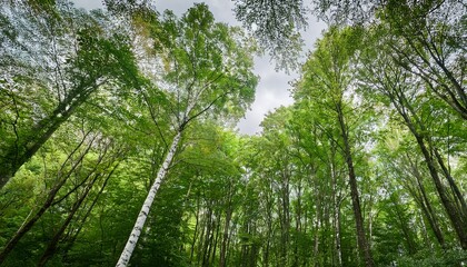 Fototapeta premium Lush Green Deciduous Trees And White Birch In Forest Canopy With Overcast Daylight Overhead