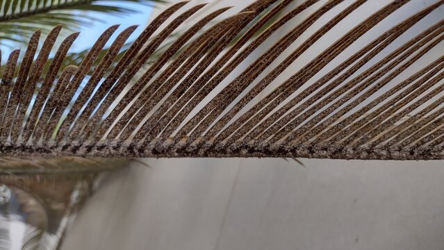 Severe scale insect infestation on cycas revoluta leaves with black sooty mold fungus