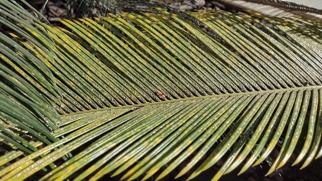 Severe scale insect infestation on cycas revoluta leaves with black sooty mold fungus