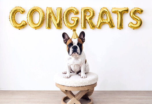 Cute small dog wearing a party hat sitting on a stool with congratulations balloons behind