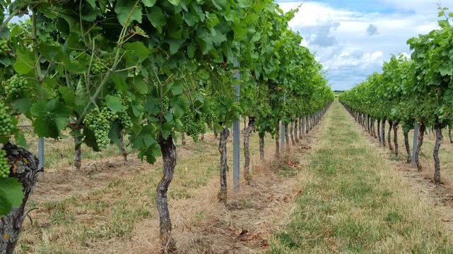 Mainz, Rhineland-Palatinate, Germany: Close view of vineyard rows with green grape clusters during growing season in wine producing region