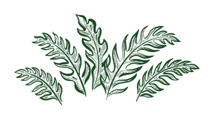 Tropical green fern leaves, foliage illustration, leafy botanical elements, vector graphics © vectors-art