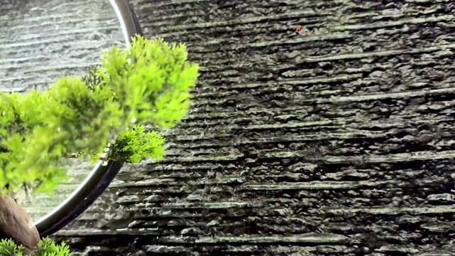 Lush green bonsai tree with textured bark against a dark, rippling water background