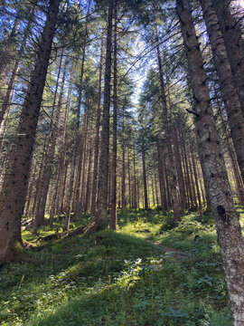 forest at the Great Walser Valley in Austria