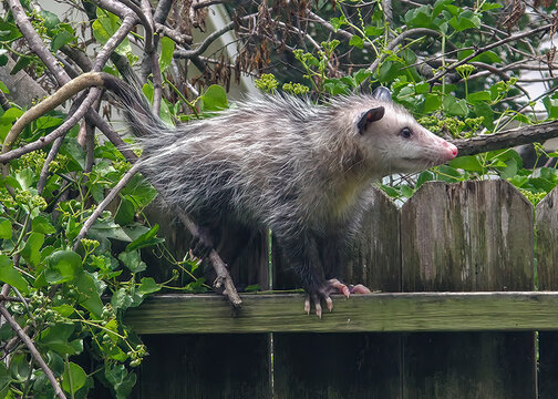 Opossum on a garden fence.