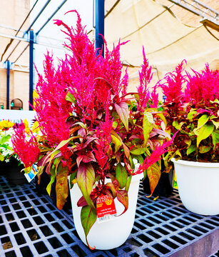 Red Dragon&rsquo;s Breath Celosia for Sale at Store