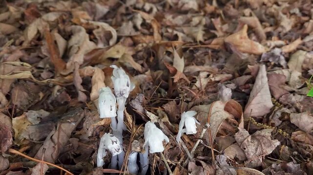 American Indian Ghost Pipe plants, Monotropa uniflora, small, thin, and translucent, non-photosynthesizing, perennial in a leaf covered forest floor.