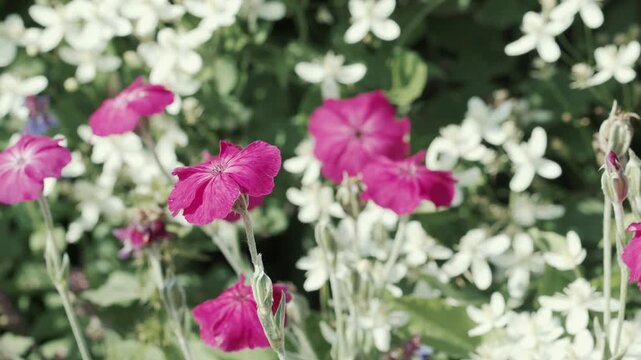 4K Pink and White Flowers Blooming in Summer Garden. Colorful Floral Background, Beautiful Blossoms, Green Foliage and Natural Botanical Footage, 2160p