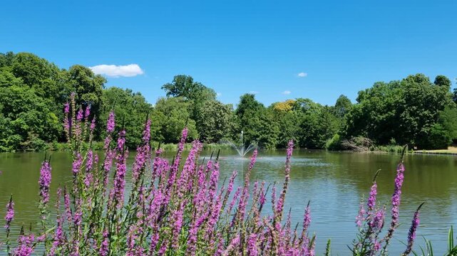 Wiesbaden, Hesse, Germany: Purple flowering plants framing peaceful park lake with fountain beneath clear blue summer sky