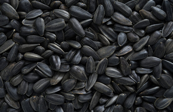 Sunflower seeds close up texture background