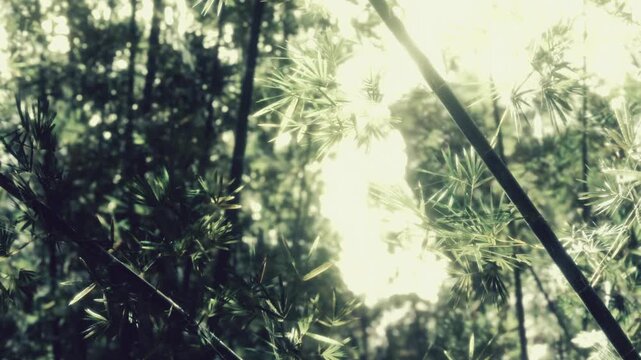 Sunlight shines through bamboo leaves in a forest. The scene shows the tall plants with light coming in. It captures the natural beauty of the morning time in the woods.