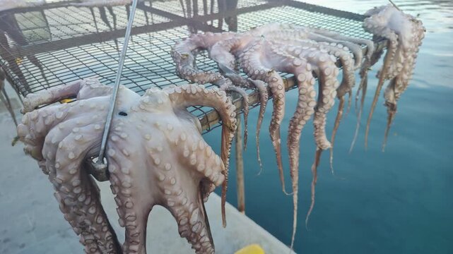 Fresh octopuses hanging on a metal rack to dry under the sun by the sea. Perfect for traditional seafood, Mediterranean cuisine, and travel vlog videos.