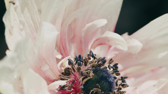 4K Poppy Flower Center Macro Close Up. Detailed Stamens and Seed Capsule, White Pink Petals, Botanical Floral Texture and Nature Background, 2160p