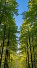 Fototapeta premium Lush green treetops reach toward a brilliant clear blue sky as golden sunlight filters through the dense foliage of a tranquil woodland, growth, wilderness, scenic