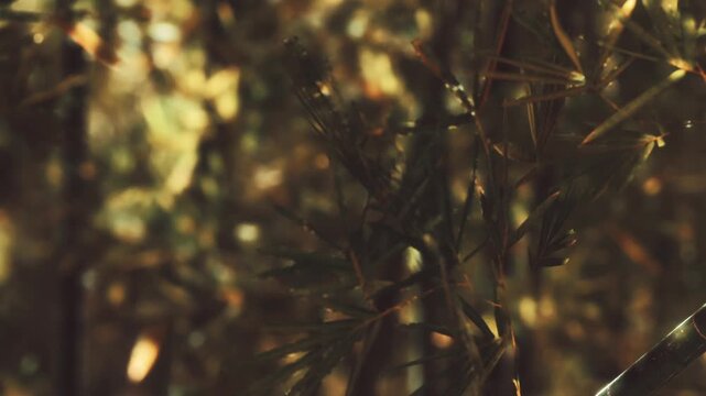 Sunlight filters through bamboo leaves in a forest. It is late afternoon and the shadows create patterns on the ground. The air is fresh, and nature surrounds the scene with life.