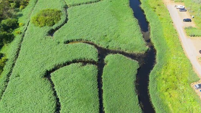 Aerial view reveals winding waterways through vibrant green reeds. Dark channels meander through lush marshland, creating natural patterns. Tiny shrubs dot the landscape, contrasting with tall grasses