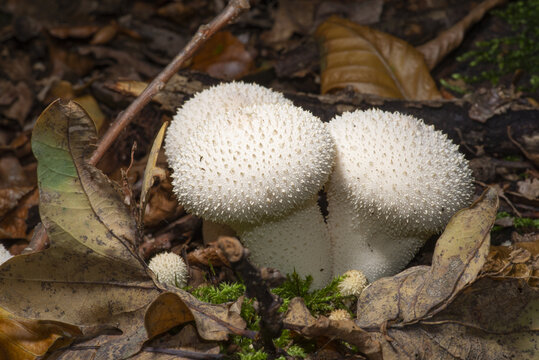 Rough puffer (Lycoperdon perlatum) is a common, edible mushroom in Poland, characterized by a white color and a thorny surface when young.These mushrooms are considered tasty, but only young individua