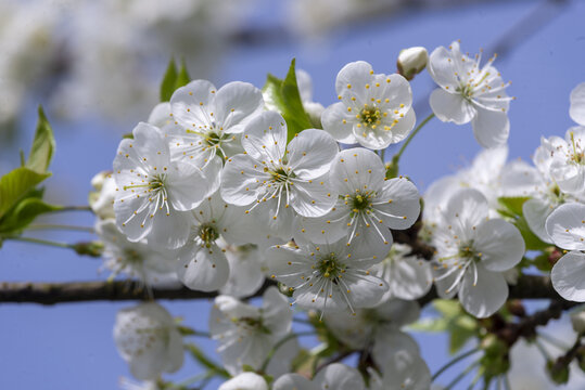 cherry tree blossom