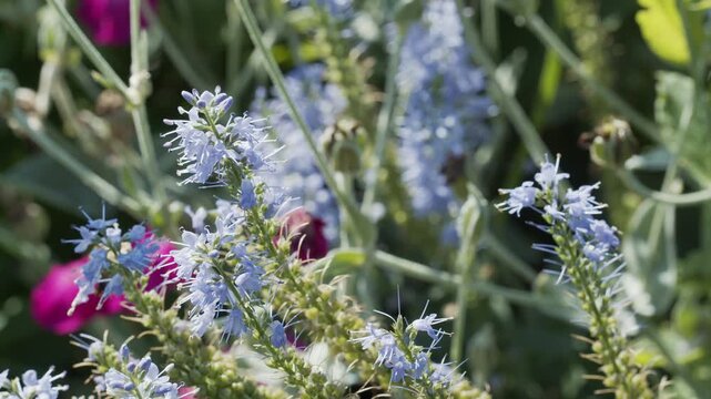 4K Blue Flowers Blooming in Colorful Summer Garden. Delicate Floral Branches, Pink Flowers, Natural Sunlight and Botanical Nature Background, 2160p