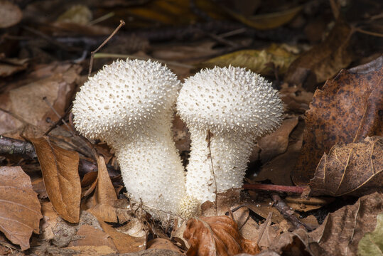 Rough puffer (Lycoperdon perlatum) is a common, edible mushroom in Poland, characterized by a white color and a thorny surface when young.These mushrooms are considered tasty, but only young individua