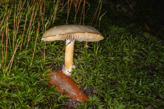Visually resembles genres such as Olive toadstool (Amanita battarrae) or Greyish toadstool (Amanita vaginata).