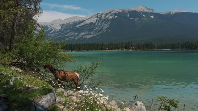 Female elk wading along the scenic shoreline of Edith Lake in Jasper National Park, Alberta, Canada.  July 9, 2024.. 