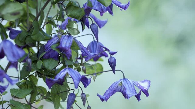4K Purple Bell Flowers Blooming in Summer Garden. Delicate Hanging Blossoms, Green Leaves, Soft Natural Bokeh and Botanical Nature Background, 2160p