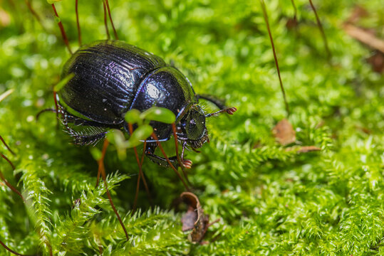 It is a beetle from the dung beetle family