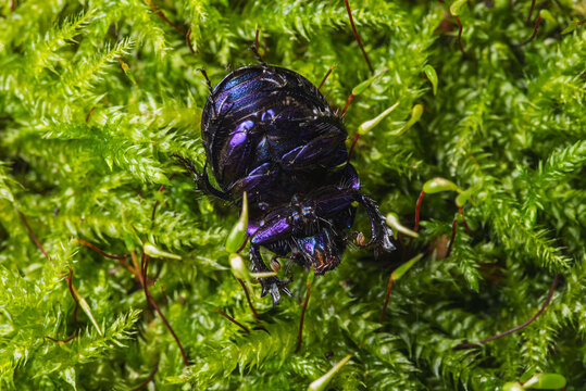 It is a beetle from the dung beetle family
