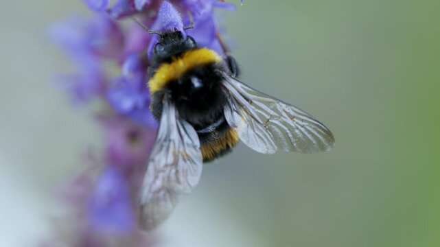 4K Bumblebee Macro on Purple Flower. Detailed Flying Insect with Transparent Wings, Pollination and Wildlife Close Up in Nature, 2160p