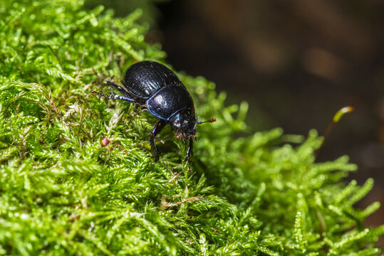 It is a beetle from the dung beetle family