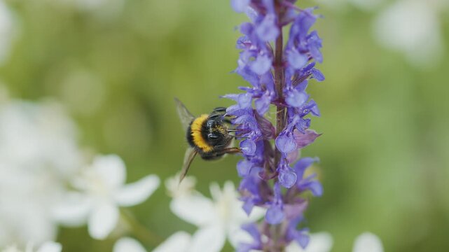 4K Bumblebee Pollinating Purple Flower Spike. Bee Collecting Nectar and Pollen, Macro Insect Wildlife in Summer Garden, 2160p