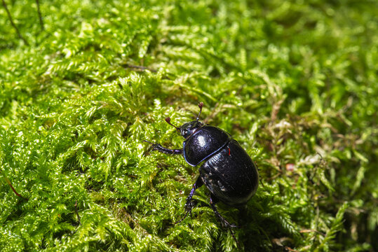 It is a beetle from the dung beetle family