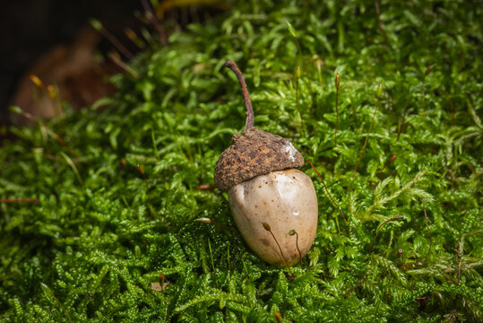 An acorn lies on the moss.
