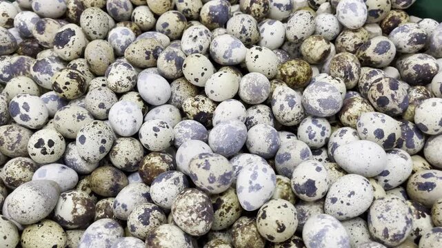 Close up of raw fresh quail eggs with unique spotted patterns on display