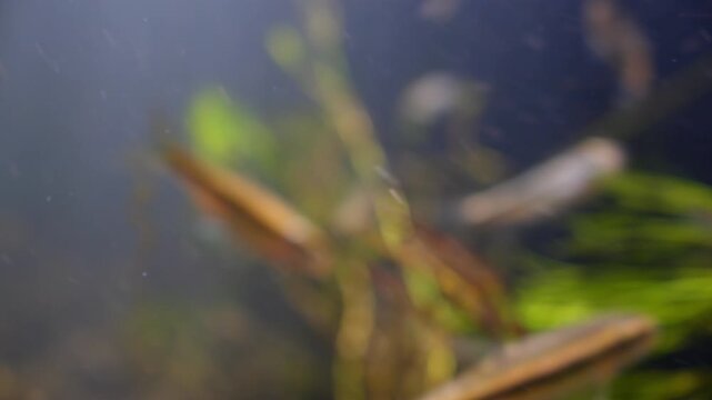 Abstract shallow depth of field shot of swimming and feeding Minnows in Chalk River Avon, Wiltshire UK