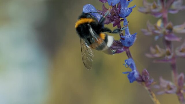 4K Bumblebee Collecting Nectar on Purple Flower. Pollinating Insect Macro Close Up, Summer Garden Wildlife and Natural Floral Background, 2160p