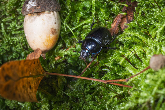 It is a beetle from the dung beetle family
