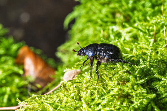 It is a beetle from the dung beetle family