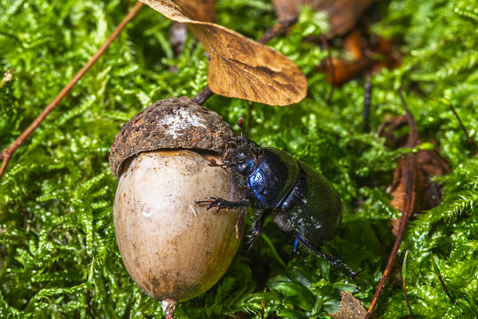 It is a beetle from the dung beetle family