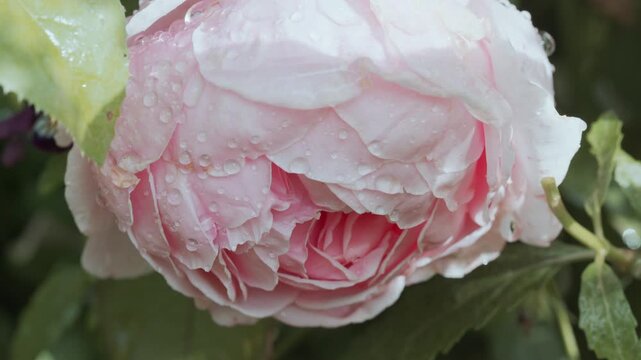 4K Pink Rose Macro with Water Droplets. Wet Flower Petals After Rain, Romantic Bloom Close Up, Fresh Botanical Nature Background, 2160p