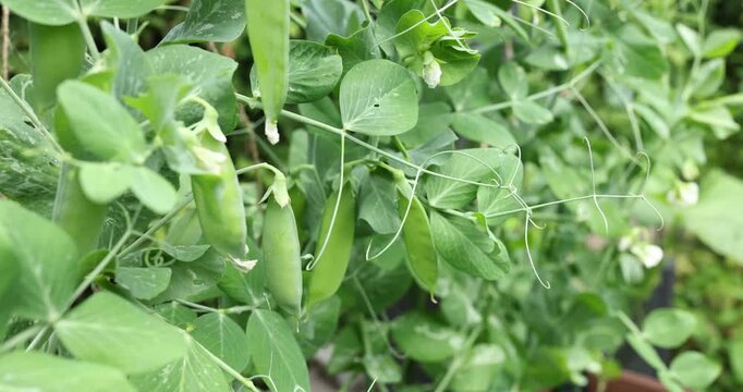 Urban gardening concept with organic green pea pods growing on trellis. Sustainable vegan plant based food production in home backyard farm. Fresh raw vegetable bushes pattern for healthy lifestyle la