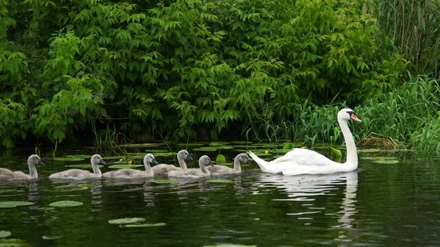 4K video of mute swan family with cygnets swimming in a green pond. Natural animal family behavior in a calm green lake with water lilies
