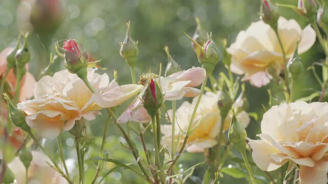 4K Peach Roses Blooming in Sunlit Garden. Beautiful Rose Flowers and Buds, Warm Natural Light, Dreamy Bokeh, Romantic Floral Nature Footage, 2160p