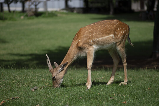 Fallow deer (Lady Lady), i.e. a mammal from the deer family, feeding on green grass. The animal has a characteristic reddish-brown coat with white spots, which is typical of its summer coat.