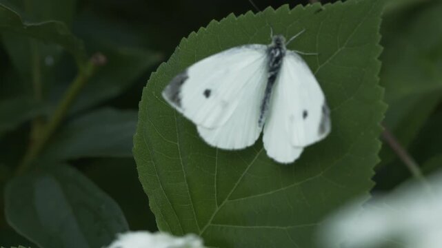 4K White Butterfly Macro Close Up on Green Leaf. Beautiful Insect, Detailed White Wings, Wildlife, Nature and Summer Garden Footage, 2160p