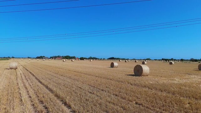 Golden hay bales dot wide, sunlit field. Clear blue sky stretches above the rows. Lines of wires cut across the horizon. Far trees form gentle, distant border. Perfect for rural, agricultural