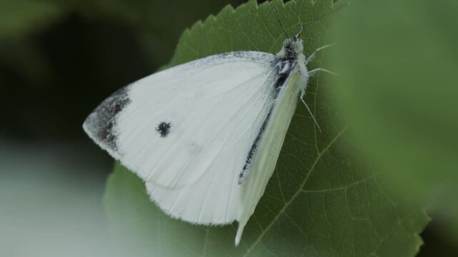 4K White Butterfly Macro Close Up on Green Leaf. Beautiful Insect, Detailed White Wings, Wildlife, Nature and Summer Garden Footage, 2160p