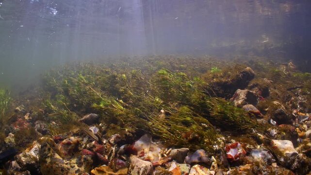 Static underwater shot of Chalk stream with river weeds and fish